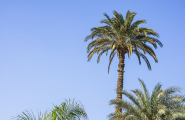 The palm tree with blue sky background 
