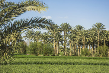 The palm tree with blue sky background 