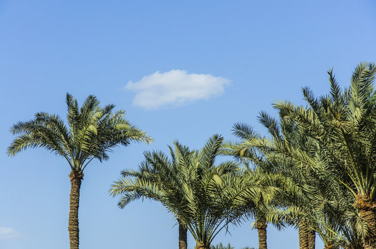 The palm tree with blue sky background 