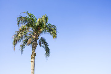 The palm tree with blue sky background 