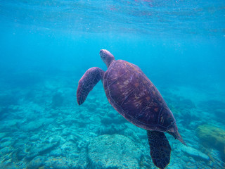Obraz premium Underwater photo with sea turtle with text place