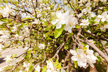 apple flower on the branches