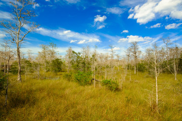 Florida Everglades