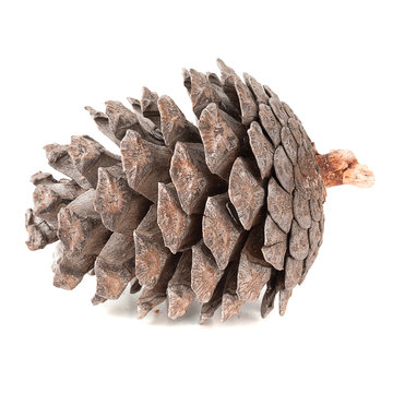 Single pine cone isolated on a white background.