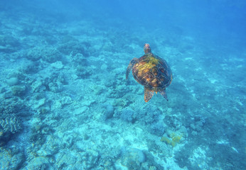 Green turtle swims in sea.