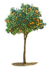 Obraz premium Orange tree on white background