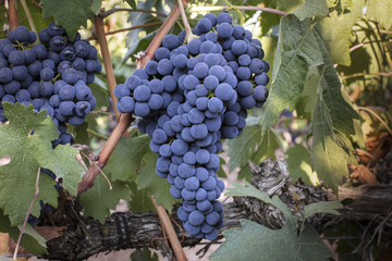 Wine grapes in a vineyard before autumn harvest