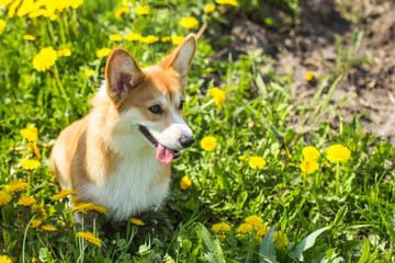 Cute Welsh Corgi dog sitting in the grass and dandelions