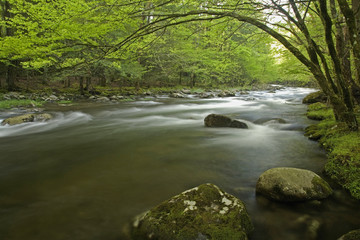 Tremont, Great Smoky Mtns NP