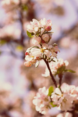 apple flower on the branches