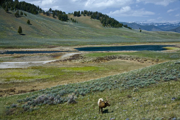 Lone Elk in a meadow