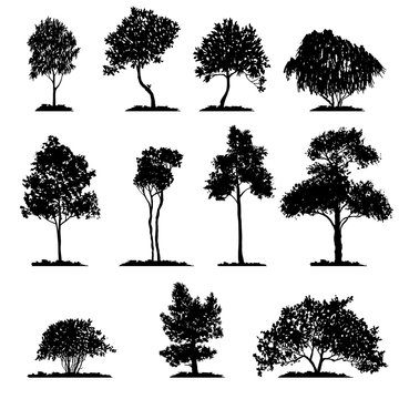 vector set of deciduous trees