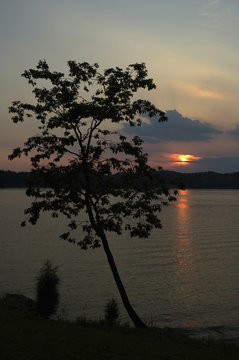Tree, Sunset at Douglas Lake