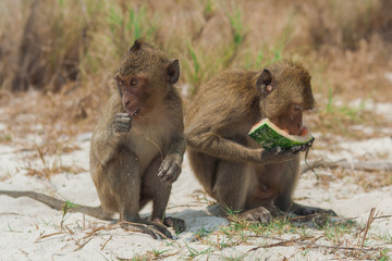 Small monkey watermelon