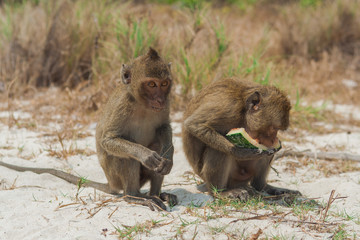 Small monkey watermelon