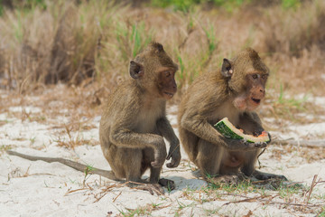 Small monkey watermelon