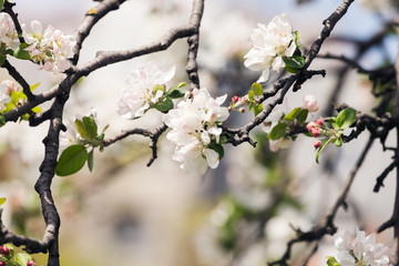 apple flower on the branches