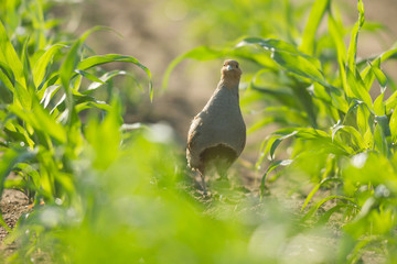 agricultural field