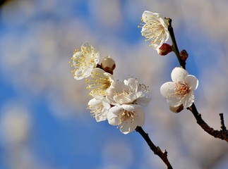 青空を背景に白梅の花