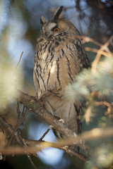 owl in the wild