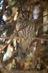 owl in the wild