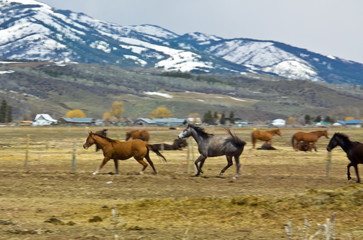 Panned running horses