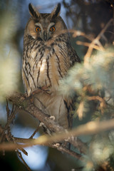 owl in the wild