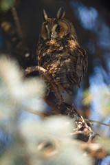 owl in the wild
