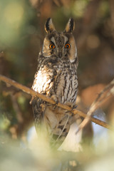 owl in the wild