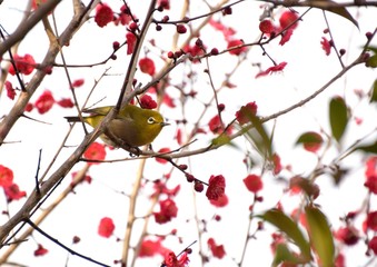 紅梅にメジロ