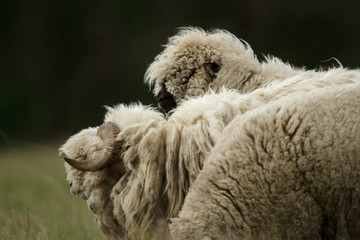 Naklejka premium sheep