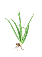 Fototapeta premium leaf of fresh aloe vera plant product 
