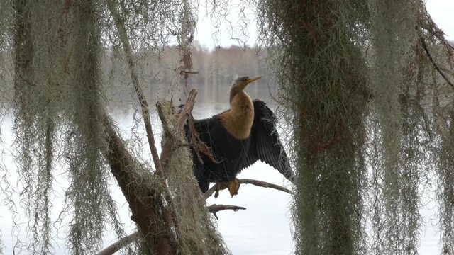 Anhinga (Water Turkey) Posing on Moss-Covered Trees, 4K