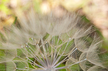 Dandy Lion Seeds Closeup