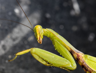 portrait of the mantis
