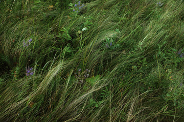 spreads grass in the wind