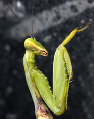 portrait of the mantis
