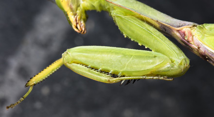 portrait of the mantis
