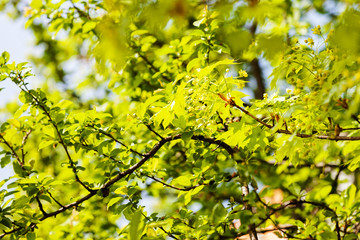 treetop with the sky in the background