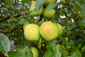 Golden Delicious Apples
