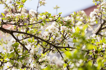 Obraz premium branches with pear blossoms