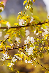 branches with pear blossoms