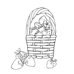 vector contour illustration of berries leaves and flowers in the basket strawberry 