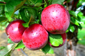 Wine Crsip Apples Closeup