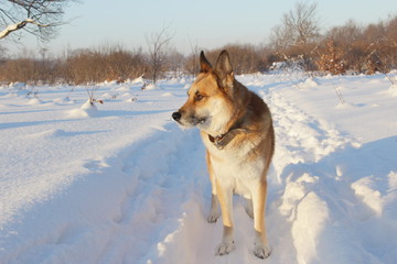 redhead dog sits on a a footpath in a winter snow-covered forest