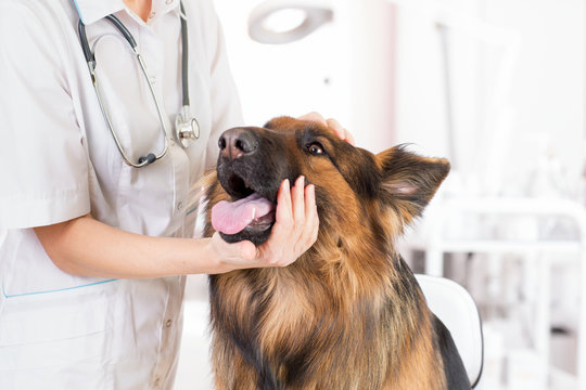 clinical dog examination by veterinary doctor in office