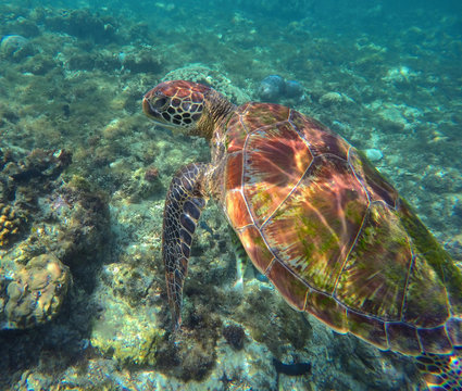 Green sea turtle or tortoise diving in coral reef