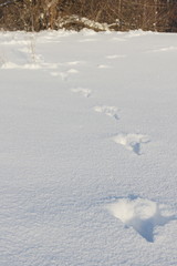 Naklejka premium hare footprints in the snow