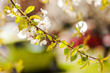 branches with pear blossoms