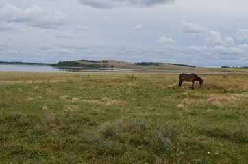 a lone horse grazing on the shores of lake